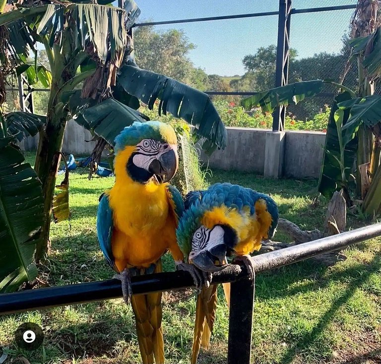 Casa Amarela -04 quartos, vista TOP, churrasqueira