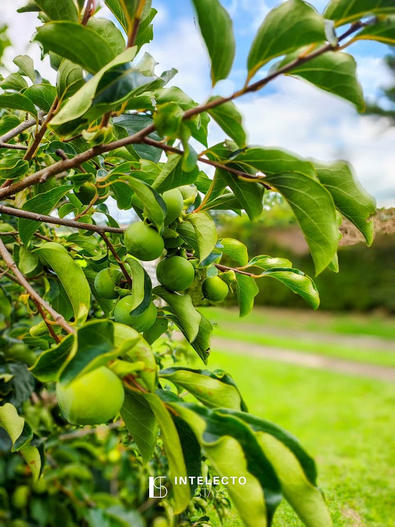 Chácara c/ Piscina, Churrasqueira com vista linda
