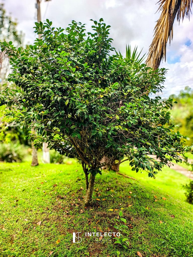 Chácara c/ Piscina, Churrasqueira com vista linda