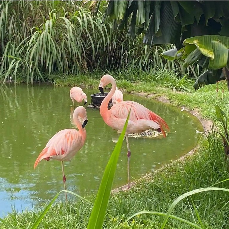 Apê c/Piscina, varanda com Churrasq/prox do Centro